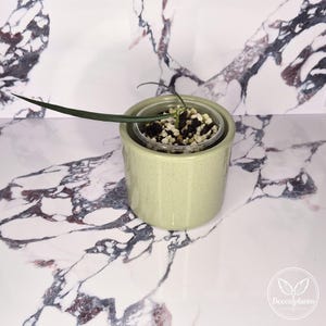 Può includere: Un piccolo vaso cilindrico in ceramica color verde chiaro contenente una singola foglia lunga, sottile e verde scuro che emerge da un vasetto di plastica trasparente riempito con un mix di terriccio scuro e perlite bianca.