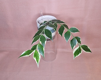 Hoya Polyneura Albo Variegata