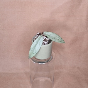 Può includere: Una piccola pianta di Hoya con due foglie allungate verde chiaro con macchie verde scuro. La pianta è in un vaso cilindrico in ceramica verde chiaro opaco riempito di terriccio con perlite bianca, appoggiato sopra un bicchiere trasparente.