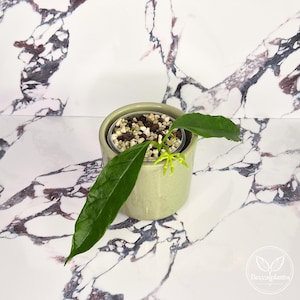 Può includere: Una piccola pianta di Hoya con due foglie lunghe, appuntite e verde scuro e un grappolo di boccioli giallo pallido a forma di stella, piantata in un vaso di ceramica verde salvia chiaro con un terriccio poroso.