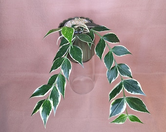 Hoya Polyneura Albo Variegata