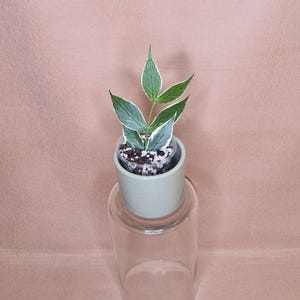 Op de afbeelding: Een kleine potplant met groen en wit blad. De plant staat in een lichtgroene keramische pot, bovenop een doorzichtige glazen container. De achtergrond is effen, gedempt roze.