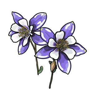 Peut inclure: Deux fleurs d'ancolie stylisées avec des pétales violets et des centres blancs, détaillées avec des étamines jaunes. Les fleurs sont sur des tiges vertes sur fond blanc. Un bouton est également visible.