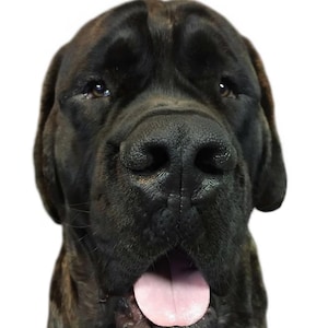 Può includere: Un ritratto in primo piano di un cane di grossa taglia con un mantello tigrato marrone scuro e nero. Il cane ha un muso largo e rugoso, un tartufo nero e occhi scuri. La bocca è leggermente aperta, rivelando una lingua rosa su sfondo scuro.
