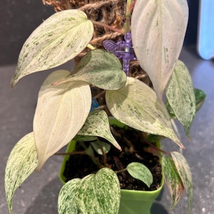 Philodendron Pink mint micans EXACT PLANT!