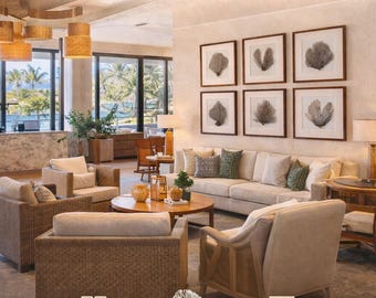 Juego de 6 abanicos marinos enmarcados en madera natural para la decoración costera de tu casa de playa.