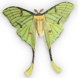 Luna Moth Shaped Pillow | Custom Butterfly Pillow, Botanical Insect Decor