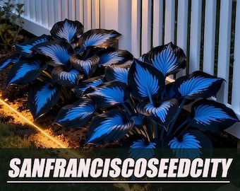 Blue-black hosta seeds - 100 seeds, evergreen shade-tolerant plant