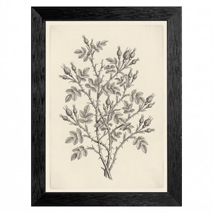 Vintage Wild Rose Etching Art, Monochrome Floral Sketch, Black Frame, 18th Century Illustration