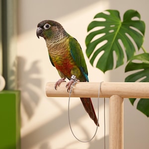 May include: A green-cheeked conure with green, red, and blue feathers perched on a light-colored wooden T-shaped stand. The bird wears a silver metal leg band attached to a thin, flexible silver-colored metal cable leash that hangs downward.