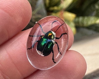 CLEAR resin 18mm x 12mm RESIN Colorful Beetle Oval cabochon!  REAL Beetle in resin. Jewelry Making Supply. Stone Supplies. Insect Art.