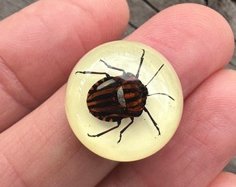 1 RESIN Beetle cabochon. DESTASH!  REAL Insect in resin.