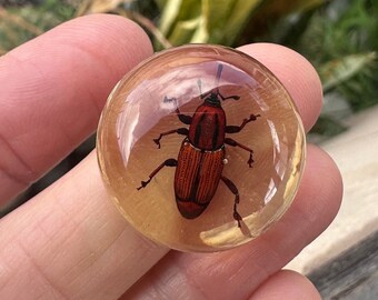 25mm Round RESIN Beetle cabochon. DESTASH!  REAL Insect in resin.