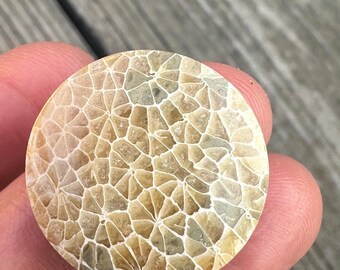 AAA Indonesian Fossilized Coral Cabochon - 26mm Round Agatized Stone