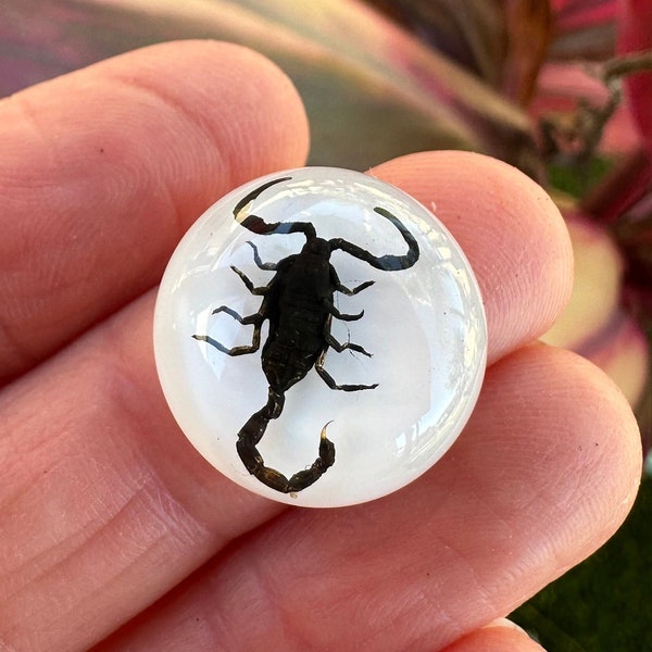 19mm Round RESIN Black Scorpion cabochon. DESTASH!  REAL Scorpion in resin. Jewelry Making Supplies. Insect Art. Stone Supply.