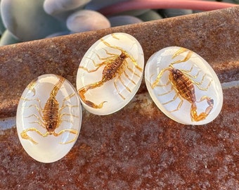 Oval RESIN Yellow / Brown Scorpion cabochon. DESTASH!  REAL Scorpion in resin. Insect Jewelry. Stone Supplies. Jewelry Making Supply