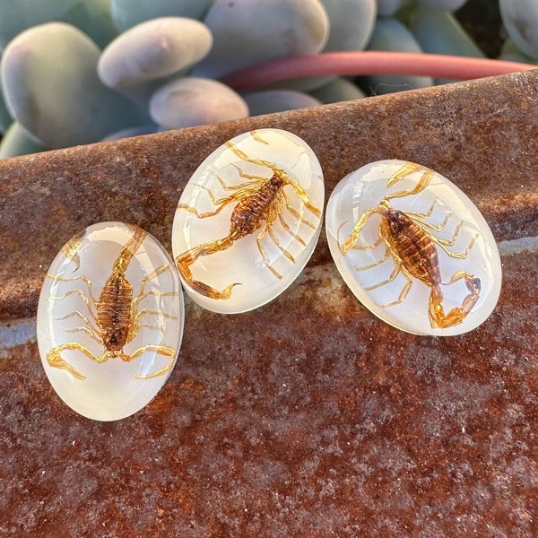 Oval RESIN Yellow / Brown Scorpion cabochon. DESTASH!  REAL Scorpion in resin. Insect Jewelry. Stone Supplies. Jewelry Making Supply