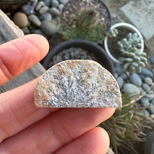 May include: A semi-circular, polished stone with a natural dendritic pattern resembling a tree or fern. The stone features a mix of beige, tan, and black colors. The stone is held in a hand, with blurred background elements of plants and rocks.