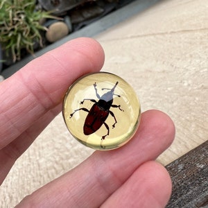 25mm Round RESIN Beetle cabochon. DESTASH!  REAL Insect in resin.