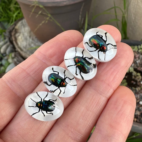 18mm x 12mm RESIN Colorful Beetle Oval cabochon!  REAL Beetle in resin. Jewelry Making Supply. Stone Supplies. Insect Art.