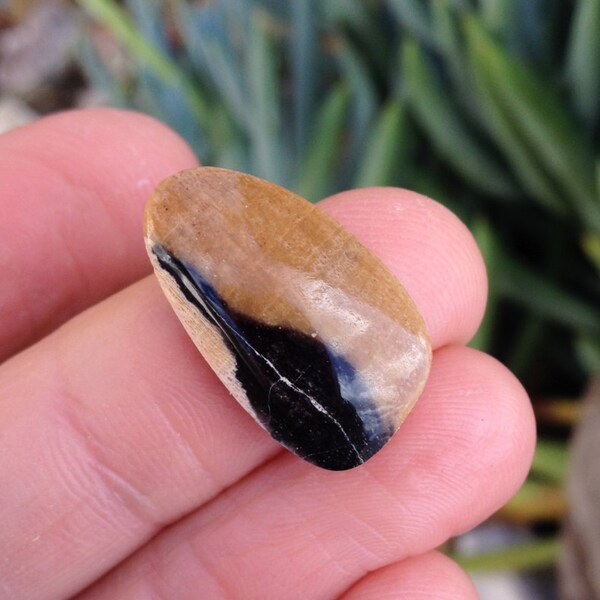 Fossilized Peanut wood. Fossil Wood. Freeform Shield. Earth tones. Brown, Black. Petrified.