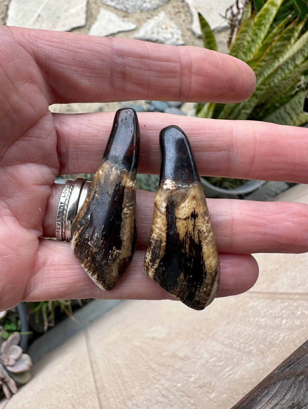 Buffalo Teeth. CRUELTY FREE. Water Buffalo. Teeth Pendants. Etsy