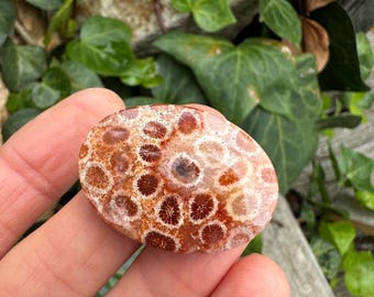 Large Fossilized Coral Cabochon. Destash. Indonesian coral. Oval stone. Cab sale. Big coral stone. Agatized Coral.