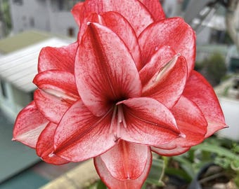 Red White Hippeastrum Bulbs Flower |Amaryllis Bulbs |House Plant