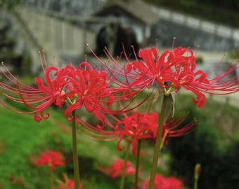 30 bulbi di Lycoris radiata/ Bulbi di giglio ragno rosso antico / Pianta da appartamento