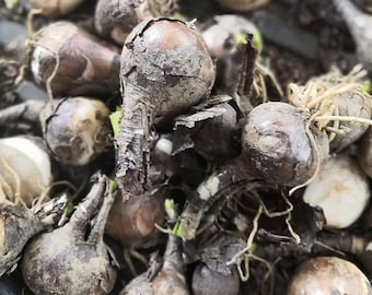 30 rode spinleliebollen |Lycoris radiatabollen| Kamerplant, erfstukbloem