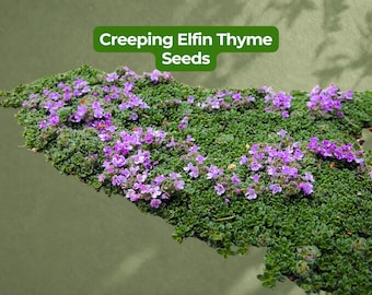 100 Seeds Creeping Elfin Thyme Thymus serpyllum Ground Cover