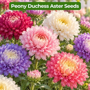 May include: A vibrant collection of Peony Duchess Aster flowers in full bloom, featuring layered petals in shades of deep red, soft pink, white, and purple. The text Peony Duchess Aster Seeds is displayed in a green banner at the top.