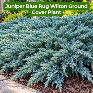 May include: A Juniper Blue Rug Wilton ground cover plant with dense, needle-like foliage in a silvery-blue hue. The plant features a low-spreading growth habit with textured branches that fan outward, creating a thick, evergreen mat of blue-green needles.