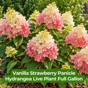 May include: A Vanilla Strawberry Panicle Hydrangea live plant in a full gallon container, featuring large, cone-shaped flower clusters that transition from creamy white at the top to deep pink at the base, surrounded by dark green serrated leaves.