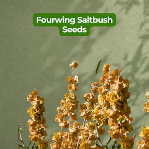 May include: Close-up of Fourwing Saltbush Seeds with a green background. The seeds are a golden-yellow color and are clustered on tall, slender stems. The text "Fourwing Saltbush Seeds" is displayed in a green banner.