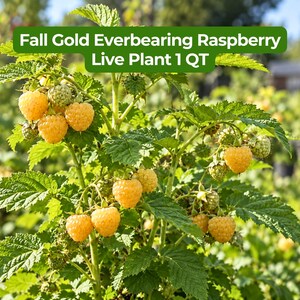 May include: A Fall Gold Everbearing Raspberry live plant in a 1 QT container, featuring green serrated leaves and clusters of ripe, golden-yellow raspberries alongside smaller, developing green berries on the stems.