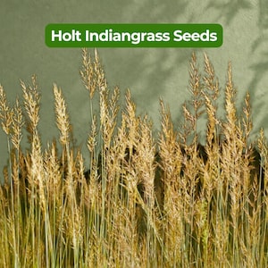 May include: A cluster of golden-brown Holt Indiangrass stalks with feathery seed heads standing against a muted olive green background. A green rectangular label at the top center displays the white text Holt Indiangrass Seeds.