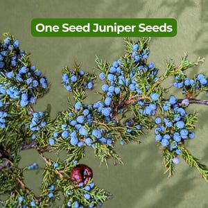 May include: A branch of a juniper tree featuring numerous small, round, dusty blue berries and green needle-like foliage. The text "One Seed Juniper Seeds" is displayed in a green rectangular box at the top center of the image.