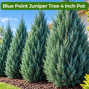 May include: A row of Blue Point Juniper trees with blue-green, needle-like foliage in a conical shape. A green banner at the top contains the white text Blue Point Juniper Tree 4 Inch Pot, indicating the plant is sold in a 4-inch container.