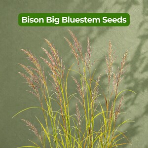 May include: Bison Big Bluestem Seeds text is displayed in white on a green rectangular banner above a cluster of tall, slender green grass stalks with feathery, reddish-brown seed heads that reach upward against a solid olive green background.