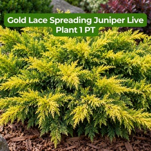 May include: A Gold Lace Spreading Juniper live plant with vibrant yellow-green needle-like foliage. The shrub features a dense, low-growing, and spreading habit with bright golden tips that transition to a deeper green toward the center of the plant.