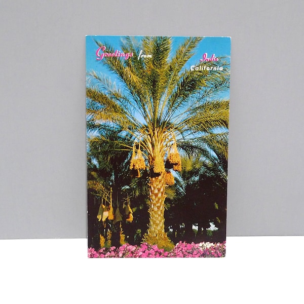 Greetings From Indio California -- Date Palms Postcard 1970s Vintage Desert Oasis Fruit Trees / Riverside County CA / Greater Palm Springs