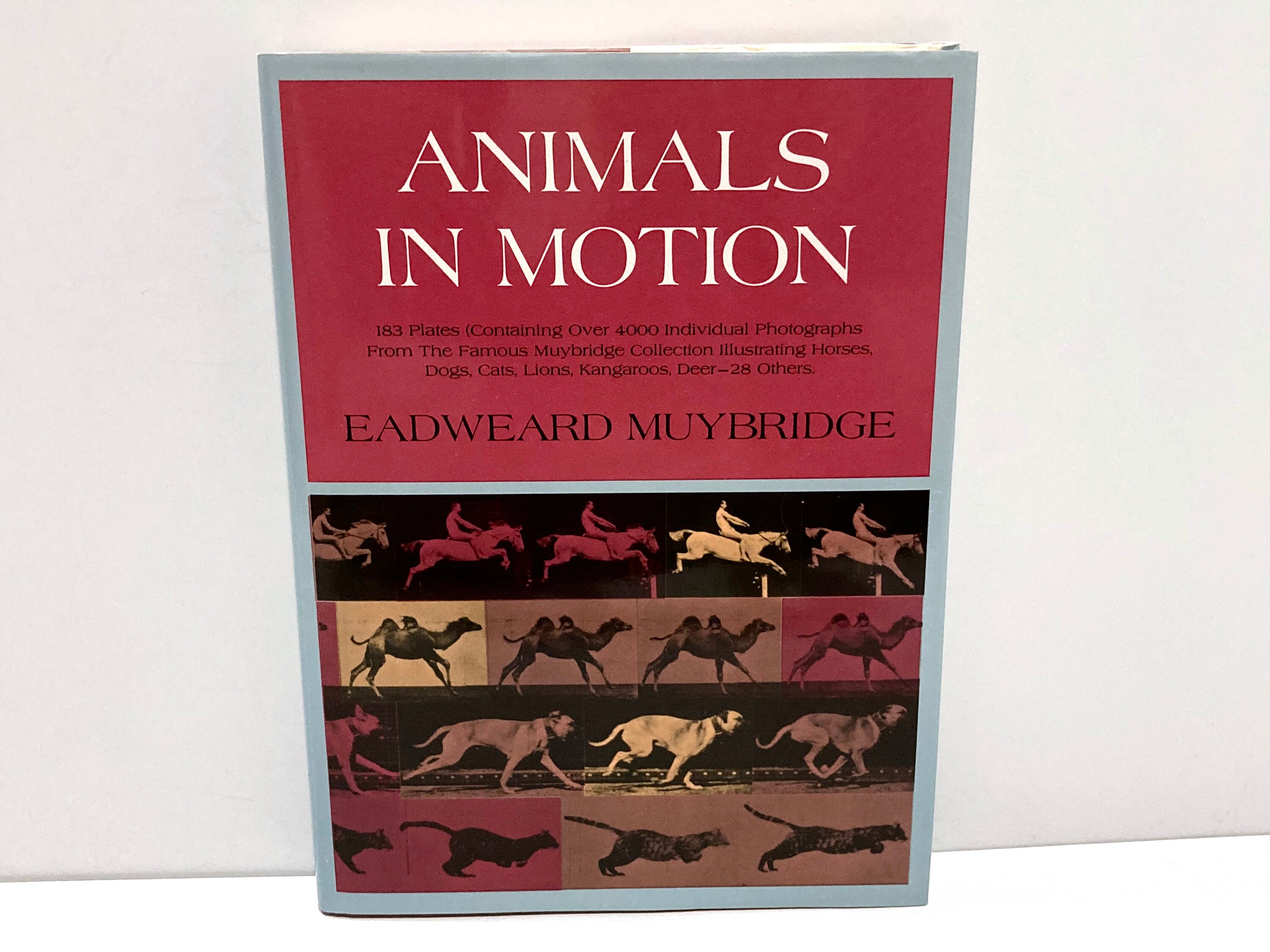 How Do You Photograph A Dog In Motion