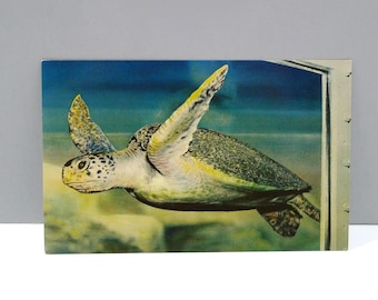Marineland California - Myrtle The Green Sea Turtle Postcard Vintage Retro Oceanarium Windows / Palos Verdes Drive South / Swimming Turtle