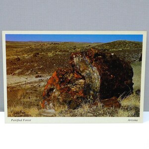 Petrified Forest Log Postcard - Arizona National Park near Holbrook Vintage Southwestern Rugged Rocky Landscape / Route 66
