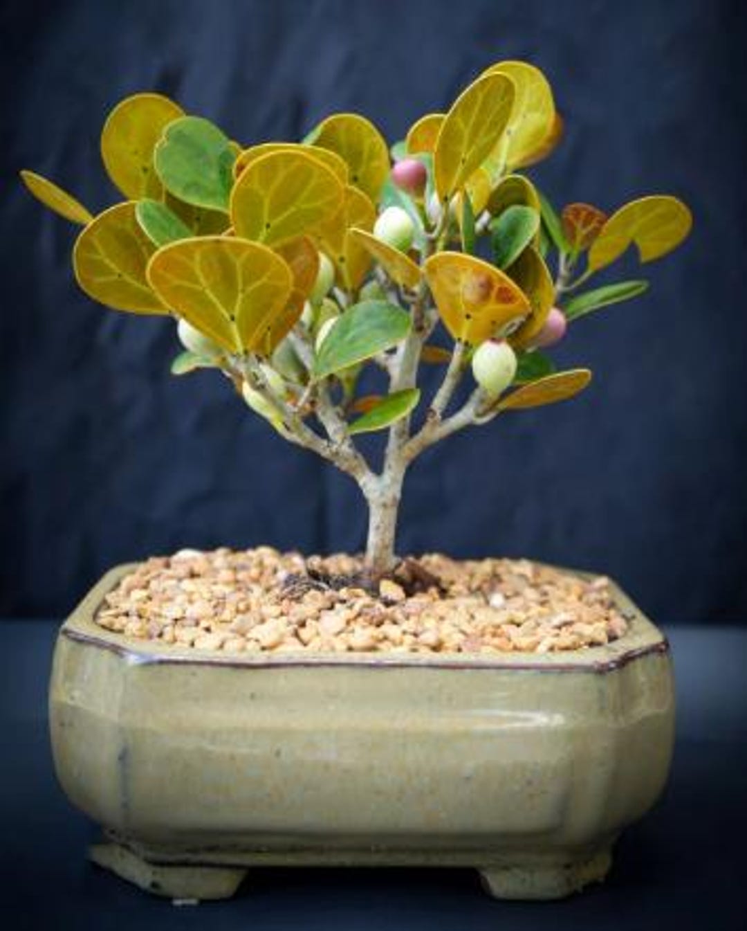 Dwarf Mistletoe Fig Bonsai Tree - Miniature Indoor Tree for Desktop or ...