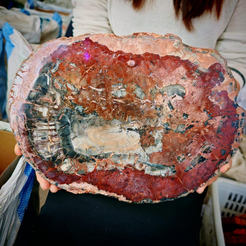 7.7LB Natural High-end and Beautiful Wood Fossil Slices, Polished ...