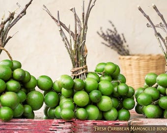 Grafted Spanish Lime Tree (Mamoncillo / Quenepa) – 2–3 ft Live Fruit Tree, Melicoccus bijugatus