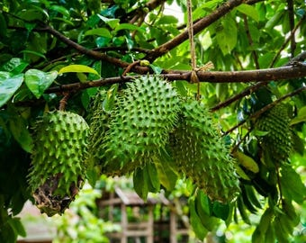 Tall Soursop (Annona muricata) Live Guanabana Tree – 2 ft Plant