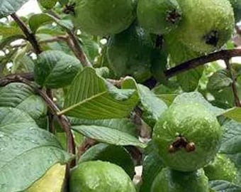 Live Pink Guava Tree – Tropical Edible Fruit Plant in 1 Gallon Pot